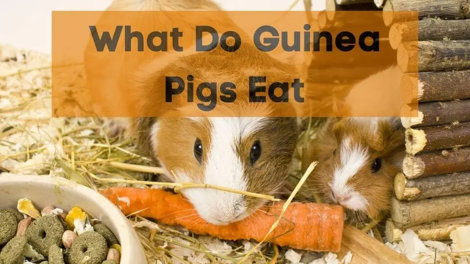 Adult and baby guinea pig eating a carrot together with a text that says "What Do Guinea Pigs Eat"