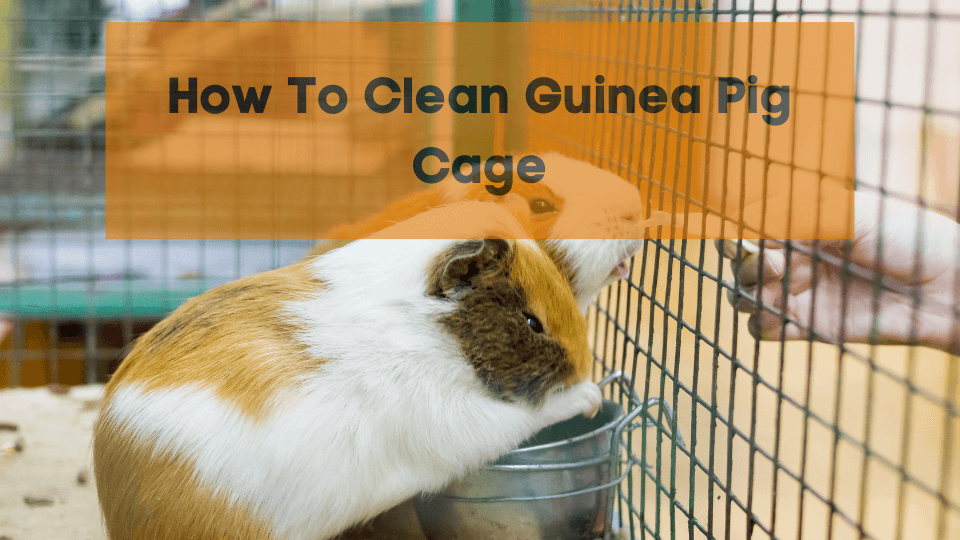 Two guinea pigs near the edge of their cage with text saying "How to clean Guinea Pig Cage".